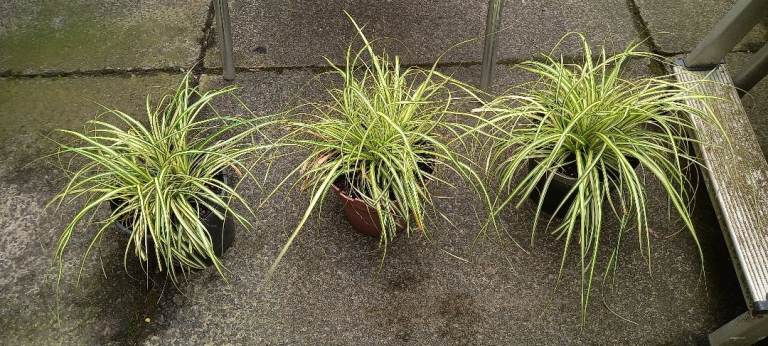 3 Ornamental Garden Grass Plants 