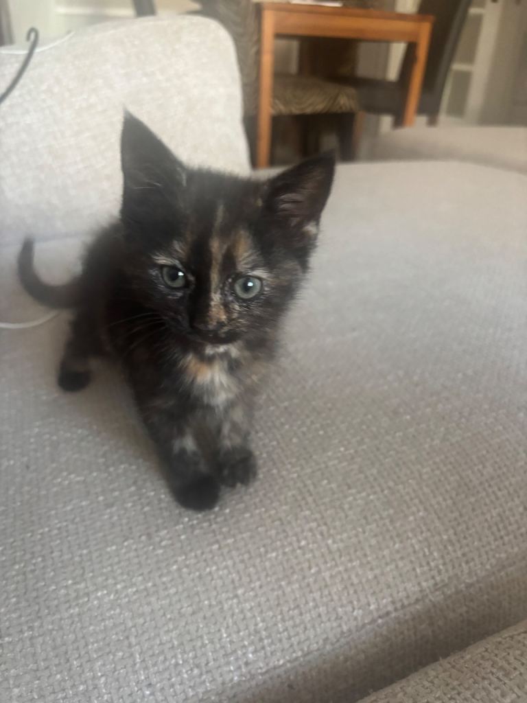 Tortie Kitten