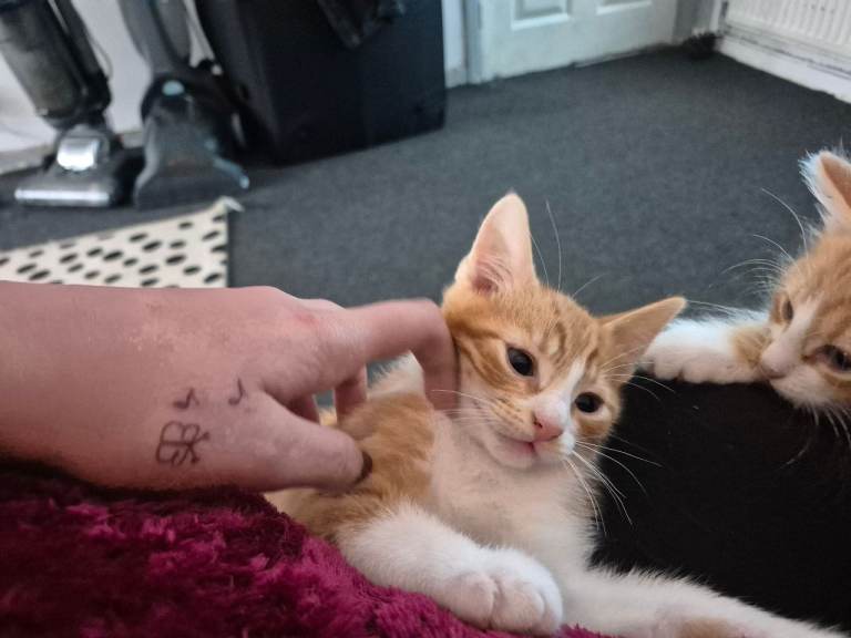 Kittens