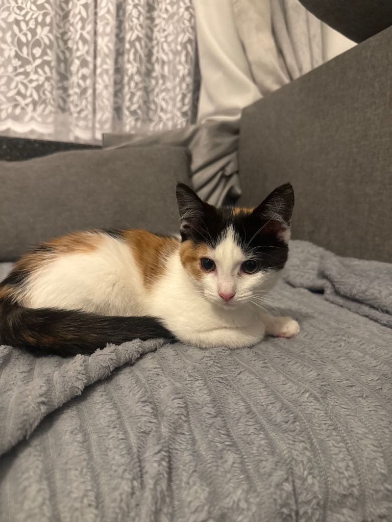 Female Kittens available 