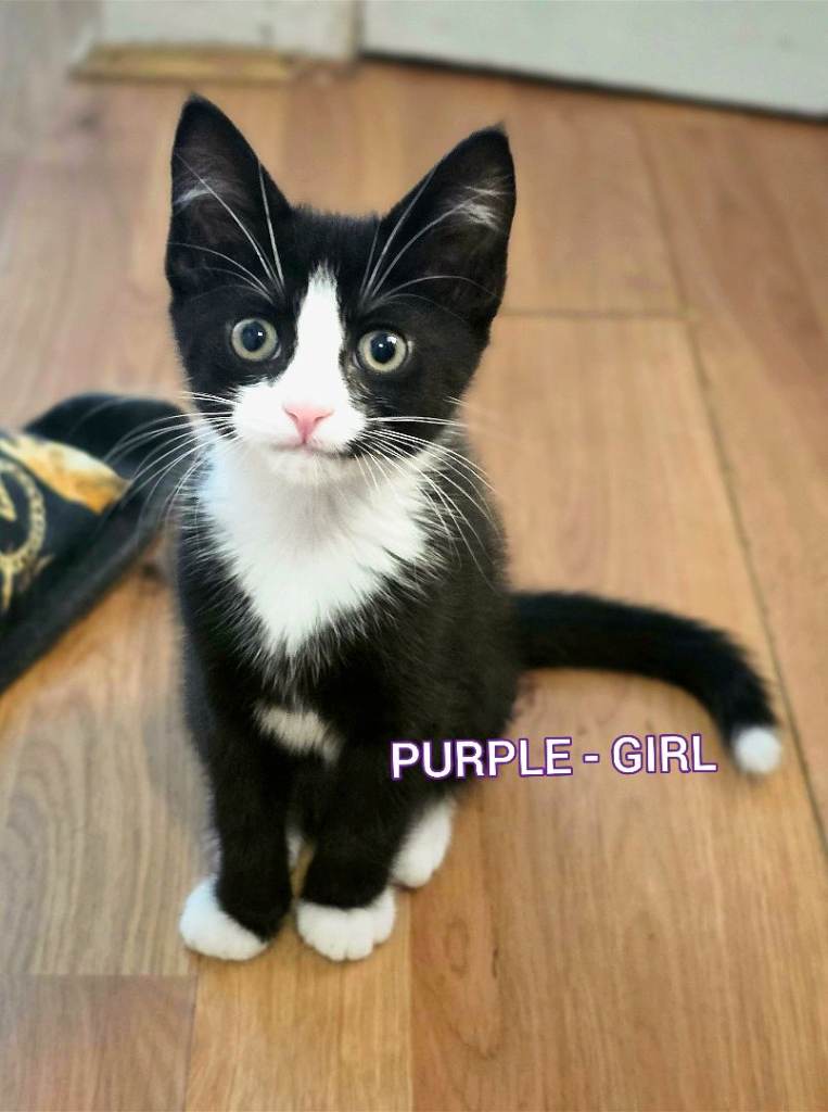 Last kitten - ready now