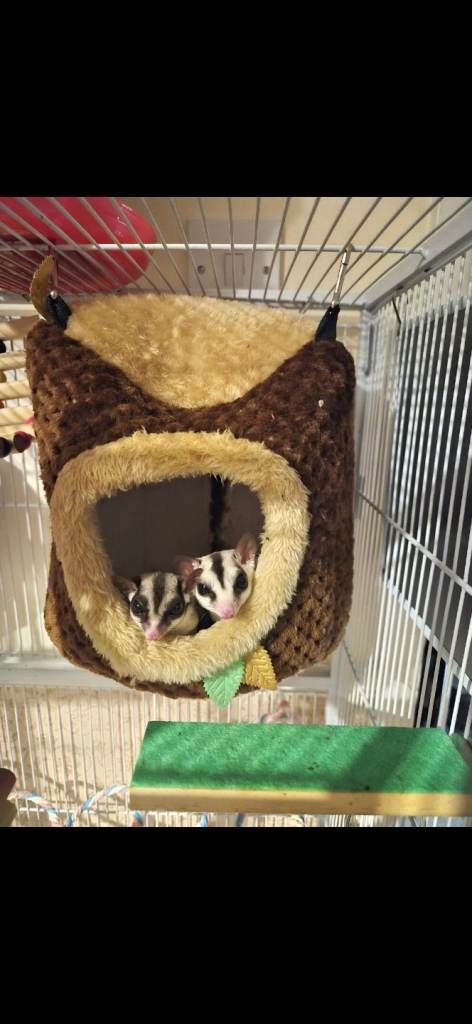 2 x Female Sugar Gliders Beryl & Petal