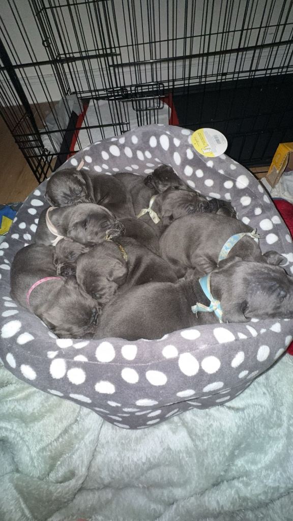 Cane Corso Grey/Blue