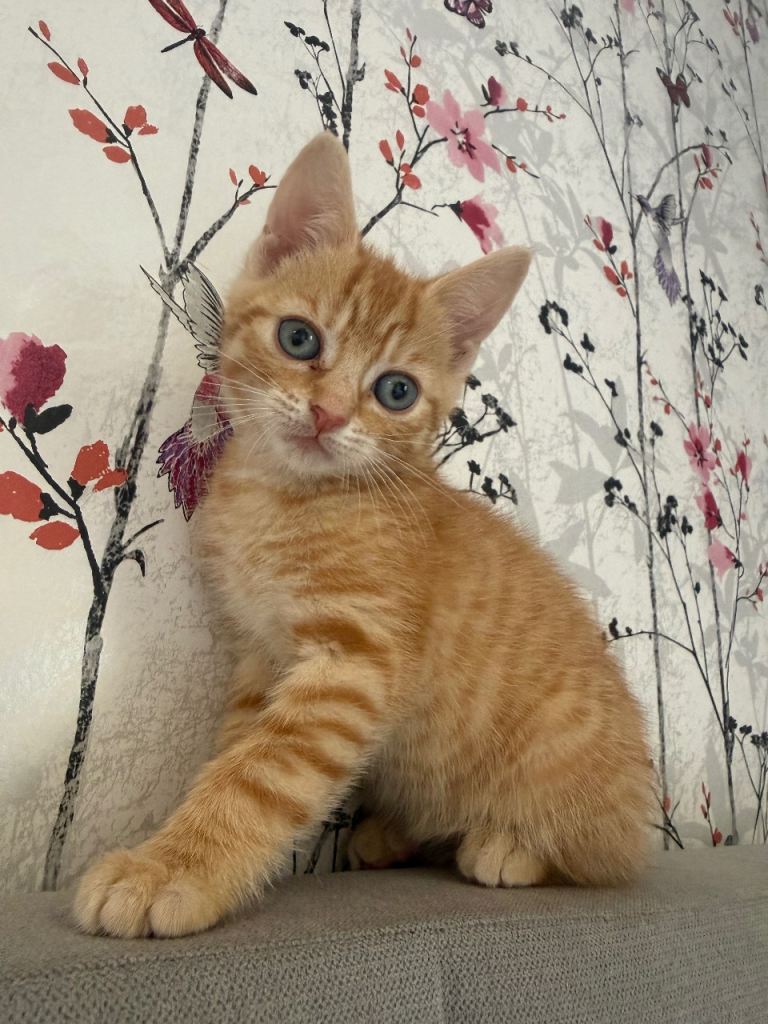 Kittens