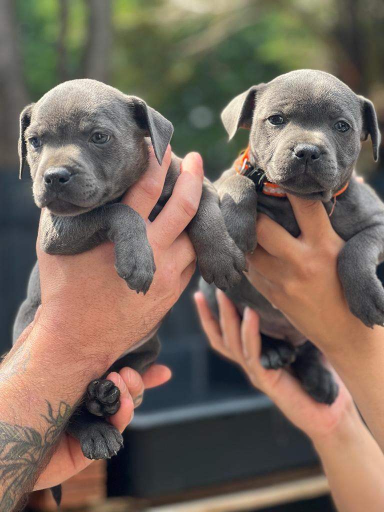 blue staff puppies