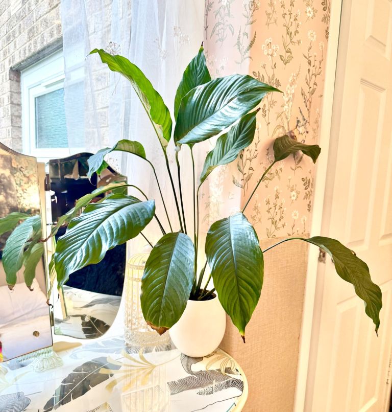 Healthy Peace Lily Plant in White Pot