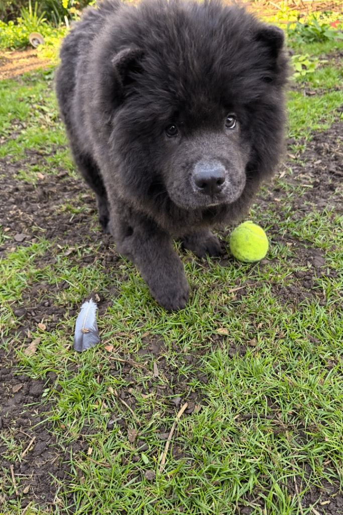 Best priced Chow Chow in London