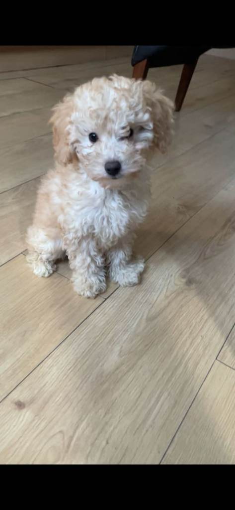 12 weeks old puppies 