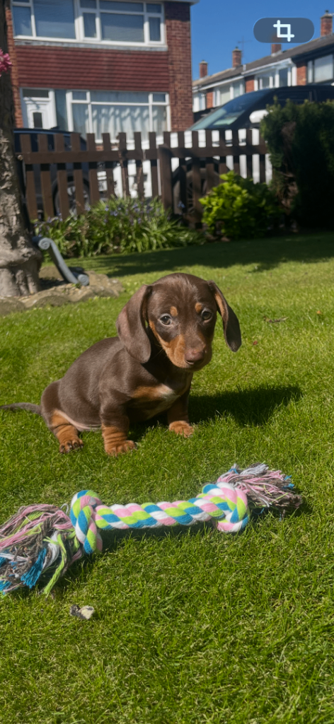 Outstanding kc reg Minature dachshund male