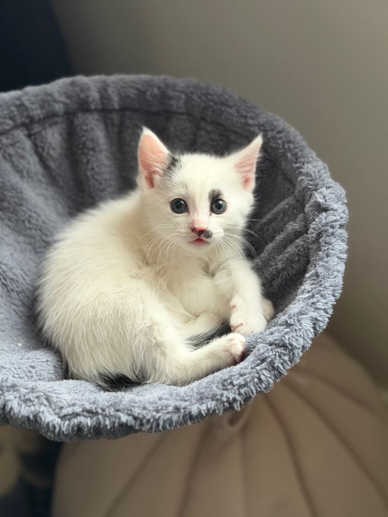 Beautiful Kittens available now 