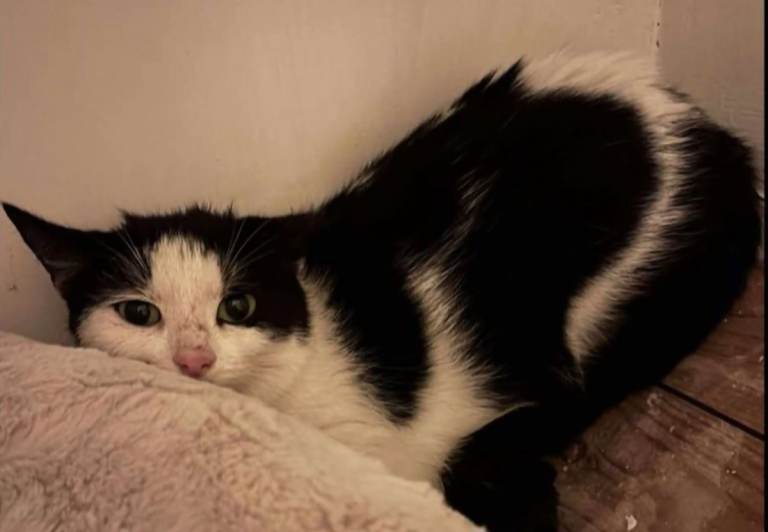 Black and White cat found can you help are you its owner 