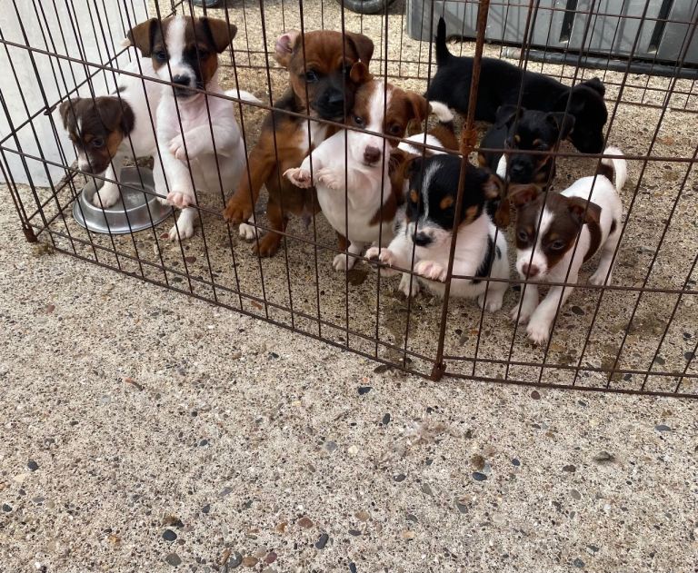 Jack Russell puppy’s for sale 
