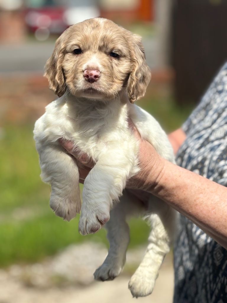 Cocker spaniel 