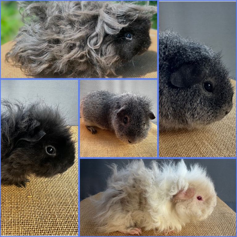 3x Lunkarya’s & 2 Rex = Single pigs not pairs