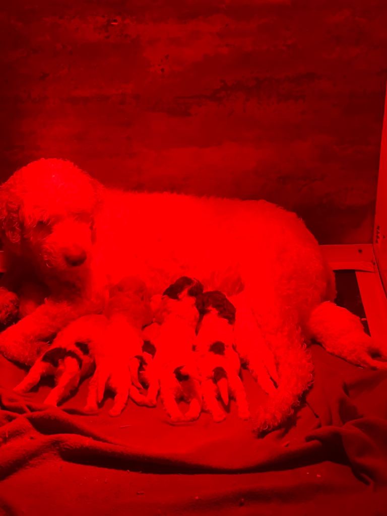 3 stunning Lagotto boys