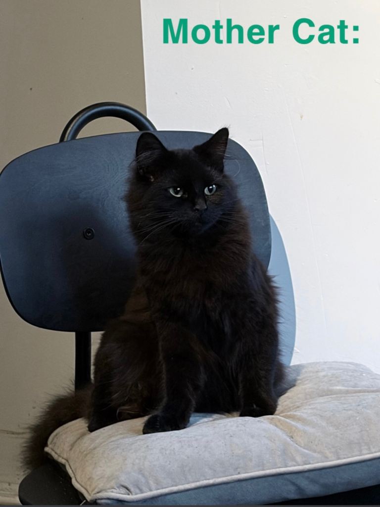 British Long Hair Kittens