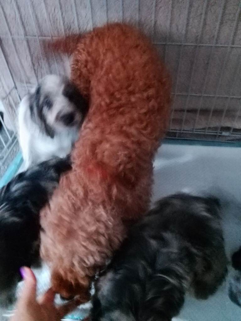 Amazing cockapoos 