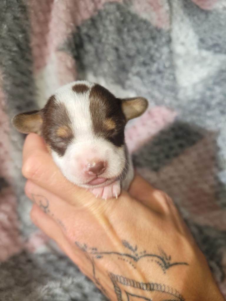 Home Bred Pure Jack Russell Pups.