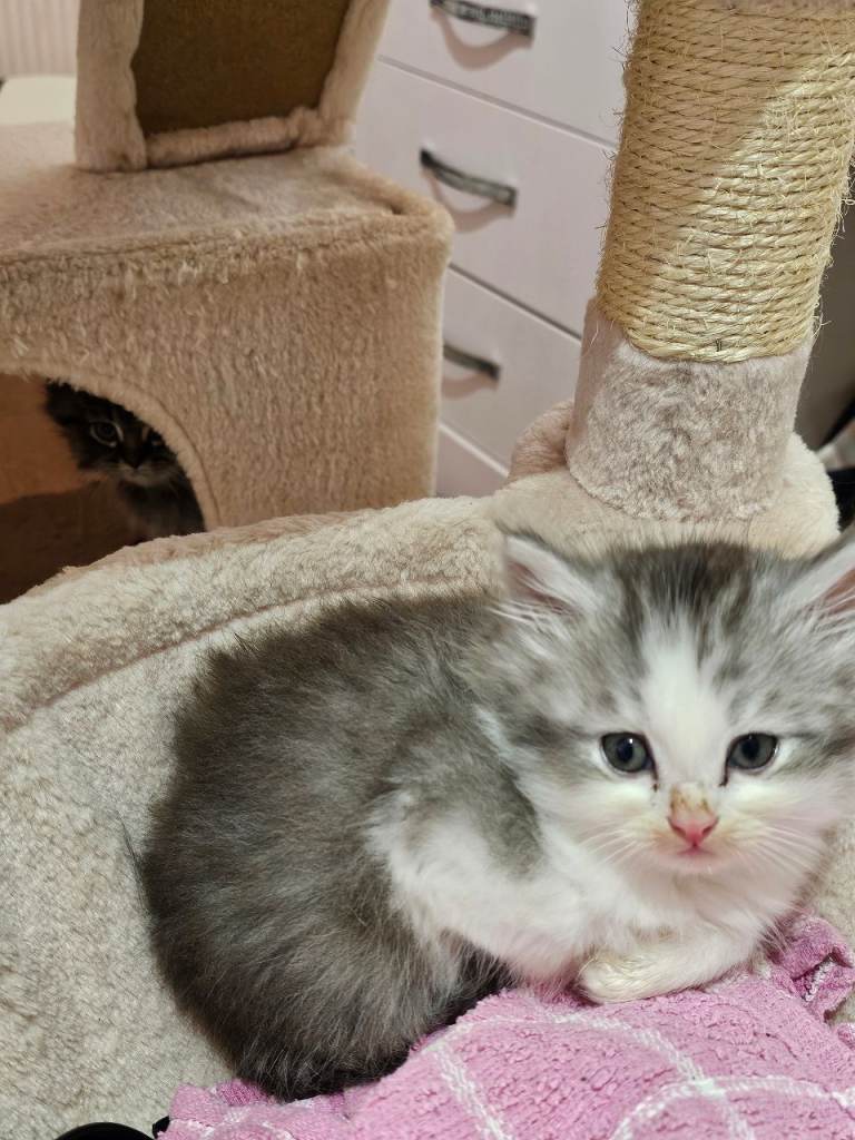 Pretty Persian cross kittens