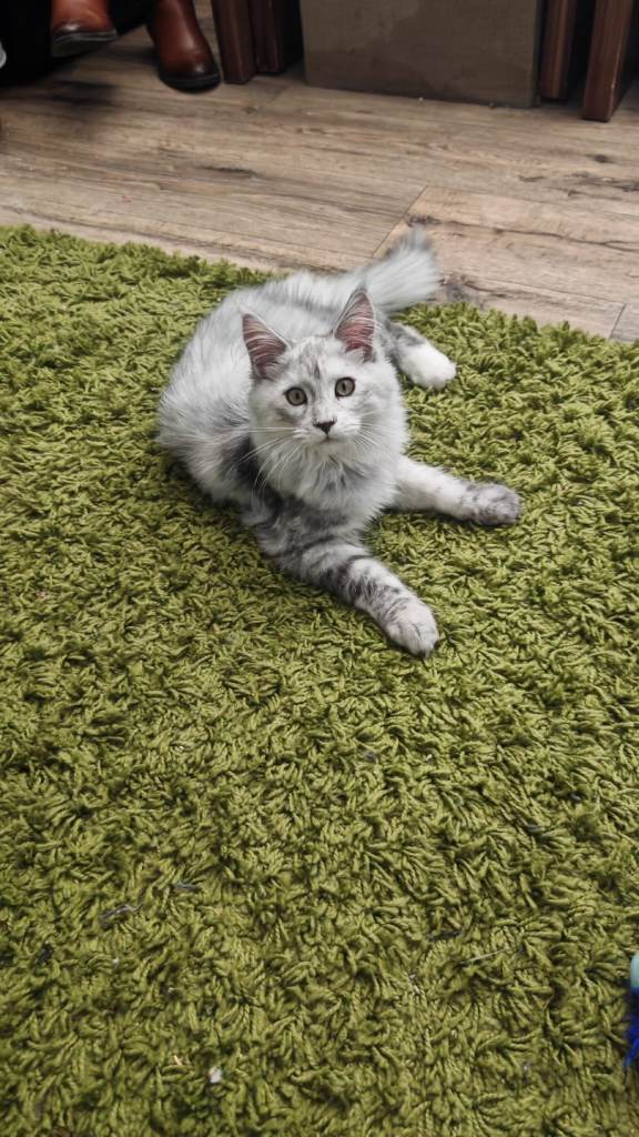 Maine coon GCCF kittens 