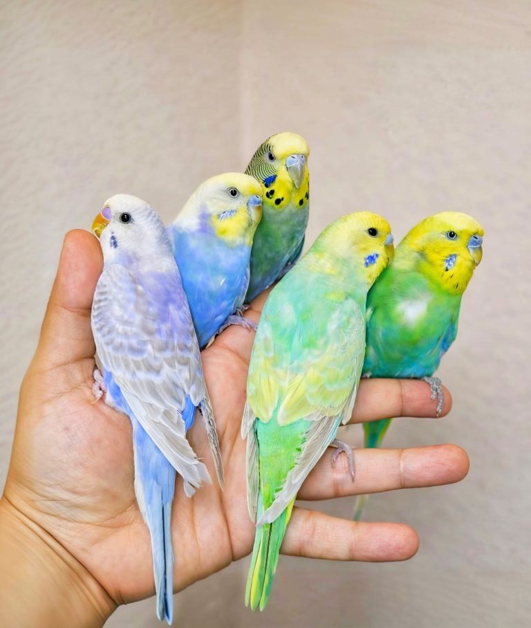 Baby budgies&cage&food