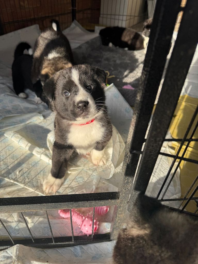Black Mask American Akita Puppies