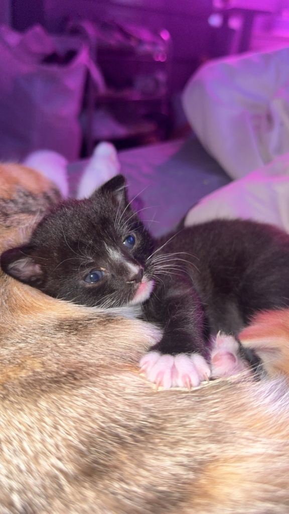 Kittens for sale