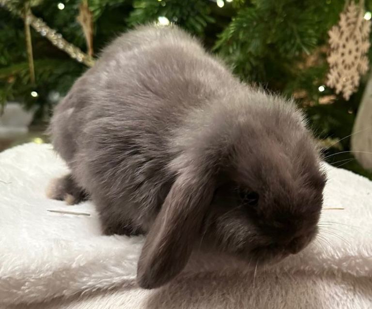 Baby mini lops Halosowen, West Midlands 