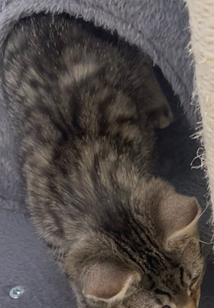 Beautiful 9-week-old kitten looking for a loving forever home