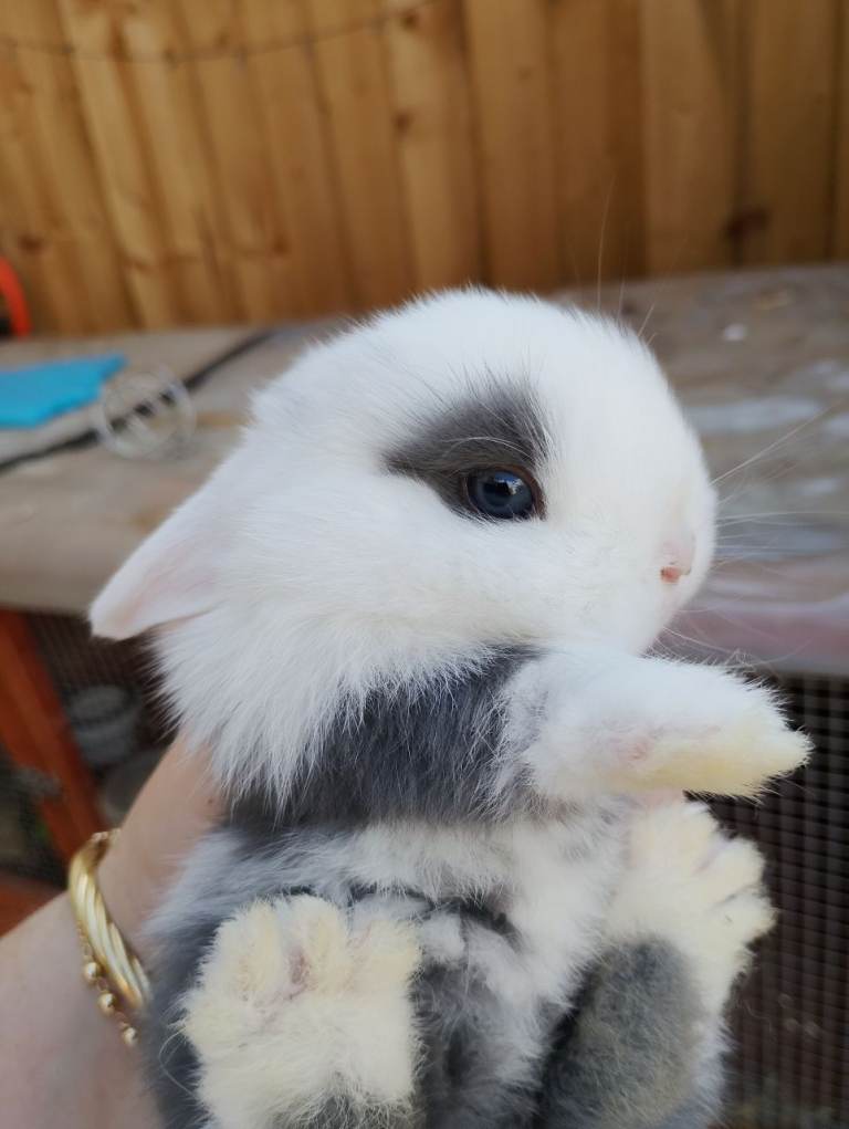 Mini lops 