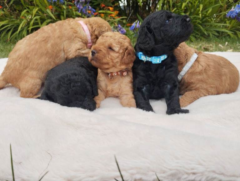 Miniature Labradoodles Puppies 