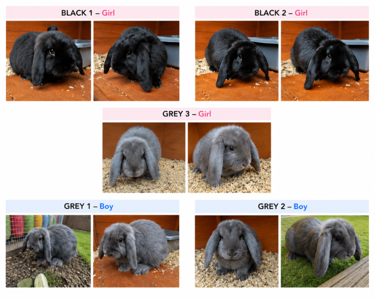 Stunning Pure Bred Mini Lop Rabbits