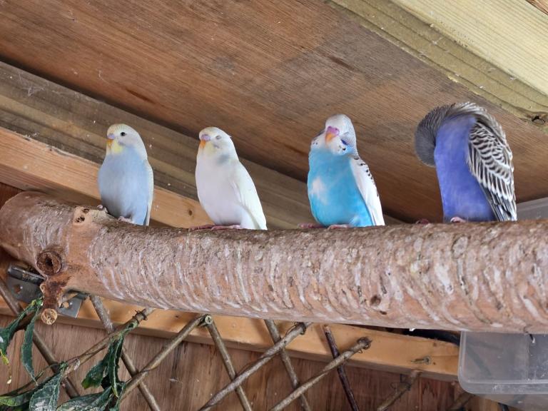 Baby Budgies 