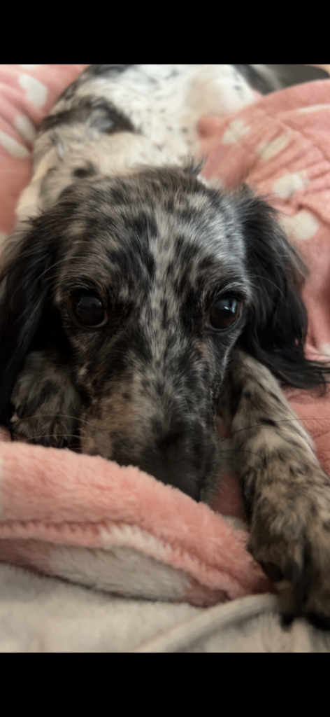 Lunaris a 16 month old blue merle female.