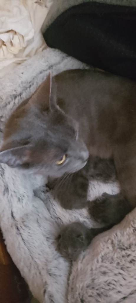 Stunning litter of russian blue kittens