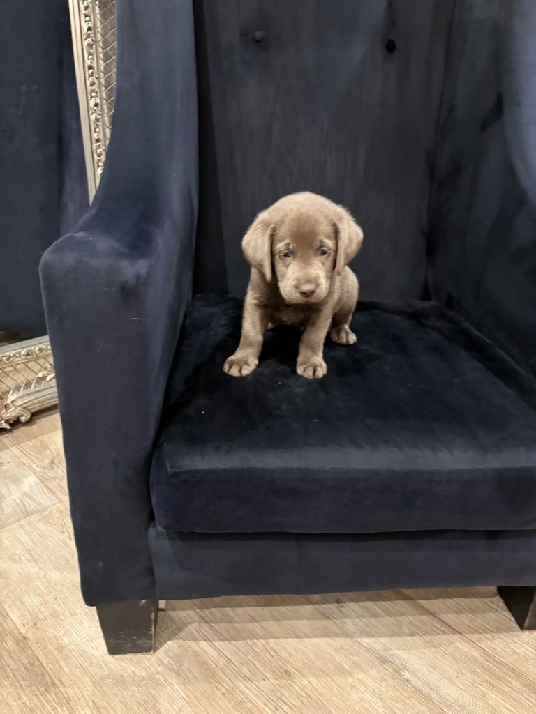 Silver Labrador Retriever Puppies 