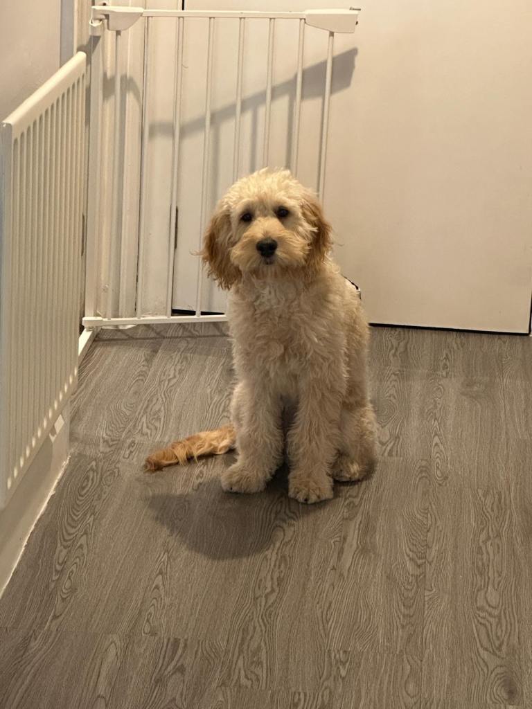 Goldendoodle 