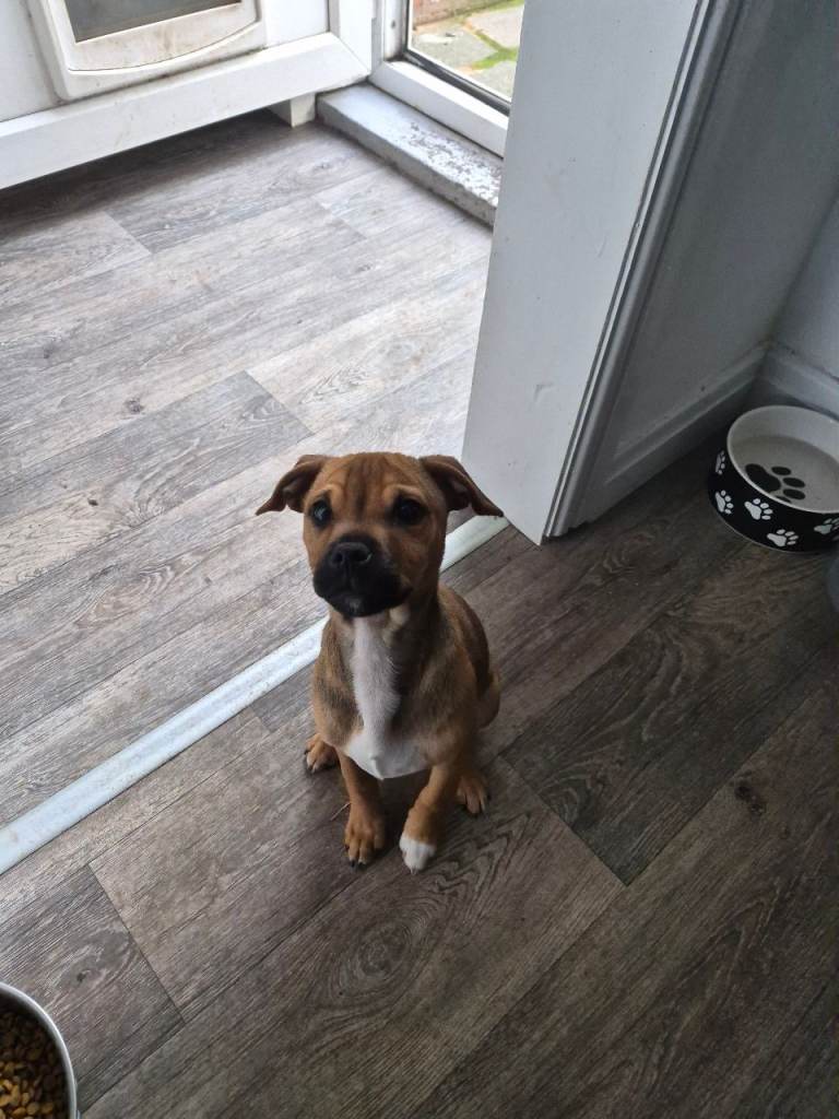 Beautiful boy looking for his forever home