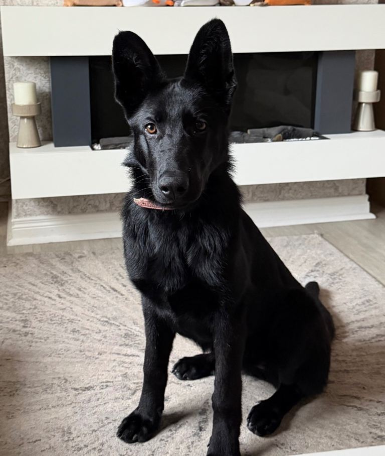 German Shepard 