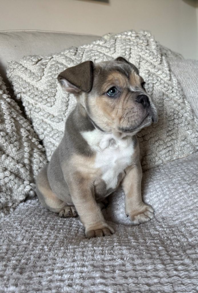 Stunning Olde English Bulldog puppies