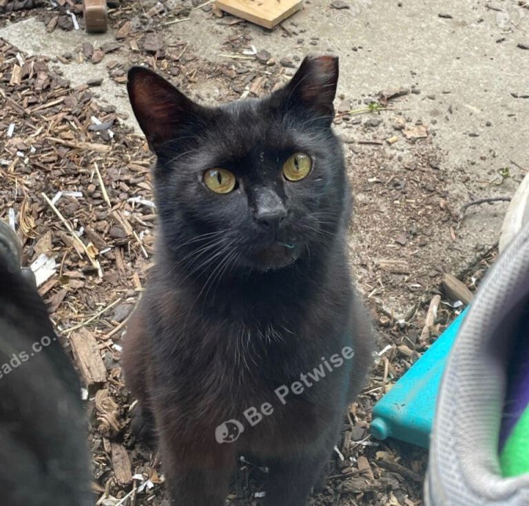 Male cat