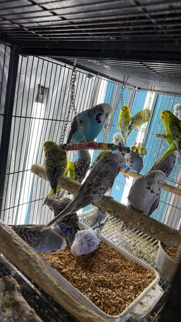 Budgies 