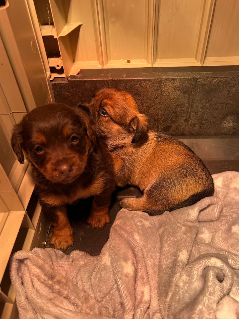 Cocker Jack puppies for sale 