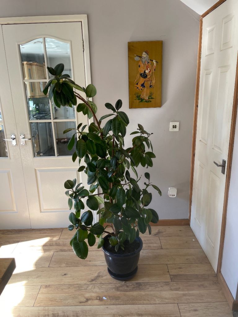 Healthy Ficus Elastica Plant in Black Pot