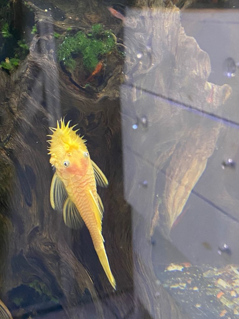 🐠🦐 FRESHWATER SHRIMP, GUPPIES & MOLLIES FOR SALE 🦐🐠