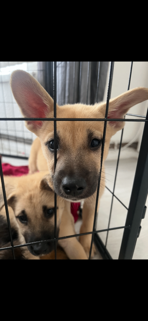 * 1 GIRL LEFT* READY TO LEAVE 7 beautiful Malkita x puppies with unique colours