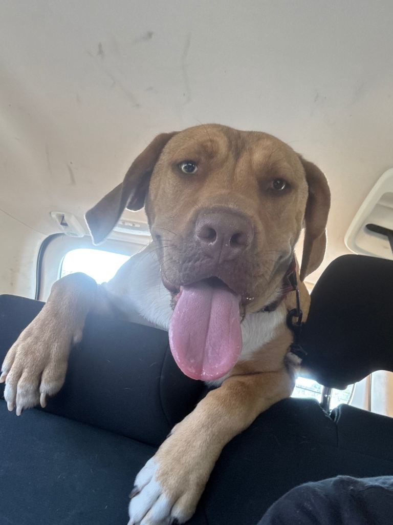 Staffy x Viszla pup 8 months old