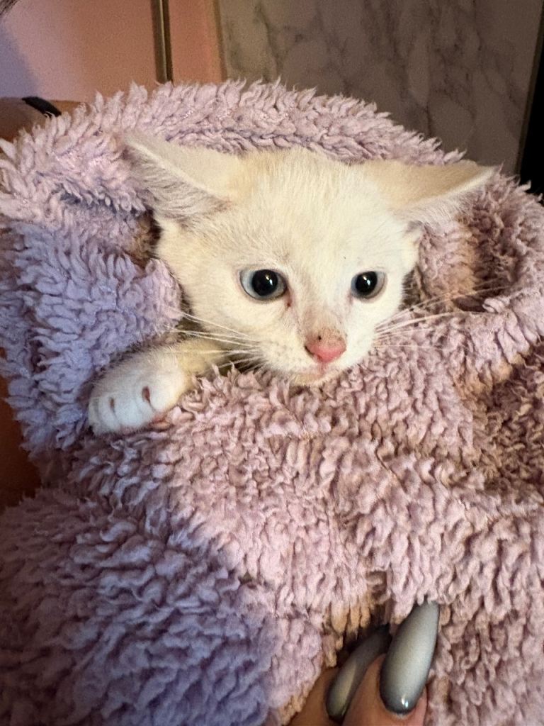 Two beautiful stunning kittens looking for new home