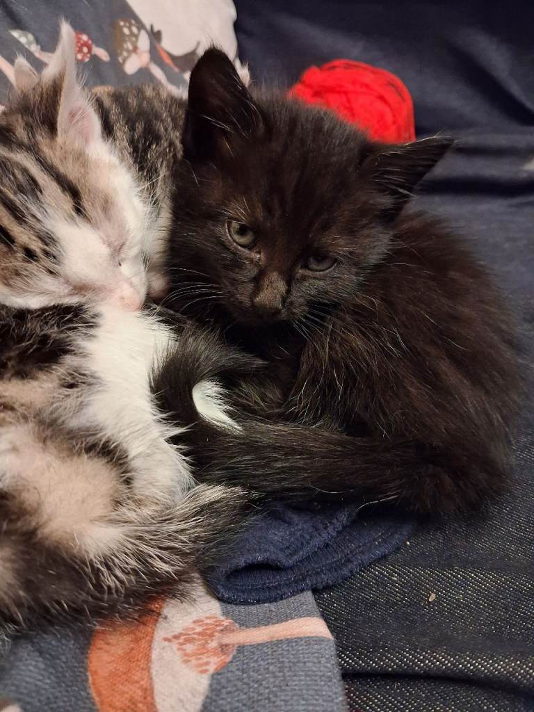 image for Gone pending collection Kittens looking forever homes