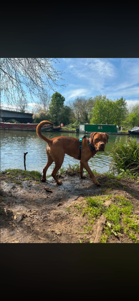 Dogue de Bordeaux mix(read description)